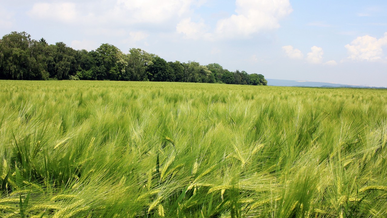 Haie agricole brise vent