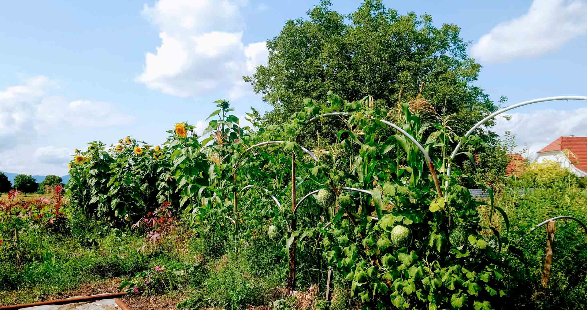 Créer son jardin-forêt
