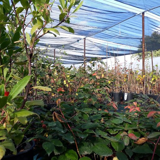 Verger & Jardin-Forêt Ligneux comestibles - Alsace