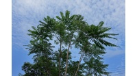 Arbre-salade-acajou-de-chine_Toona_sinensis - Haie champetre  - Pepiniere Alsace - Vegetal Local Nord Est- Bio - Jardin forêt comestible - fruitier - permaculture