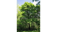 Alisier torminal - Sorbus torminalis- Haie champetre - Pepiniere Alsace - Vegetal Local Nord Est- Bio