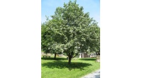 Alisier blanc - Sorbus aria - Haie champetre  - Pepiniere Alsace - Vegetal Local Nord Est - Bio - Jardin forêt comestible - fruitier - permaculture