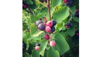 Amelanchier_a_grande_fleur__Prince_William - Amelanchier grandiflora - aie champetre - Pepiniere Alsace - Vegetal Local Nord Est- Bio