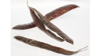 Févier d’Amérique - Gleditsia triacanthos - Haie champetre  - Pepiniere Alsace - Vegetal Local Nord Est - Bio - Jardin forêt comestible - fruitier - permaculture
