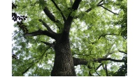 Noyer noir - Juglans nigra - Haie champetre  - Pepiniere Alsace - Vegetal Local Nord Est - Bio - Jardin forêt comestible - fruitier - permaculture