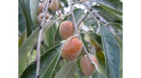 Olivier de Bohême - Elaeagnus angustifolia - Haie champetre  - Pepiniere Alsace - Vegetal Local Nord Est - Bio - Jardin forêt comestible - fruitier - permaculture