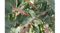 Orme champêtre - Ulmus minor - Haie champetre  - Pepiniere Alsace - Vegetal Local Nord Est - Bio - Jardin forêt comestible - fruitier - permaculture