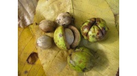Pacanier rugueux - Caryer ovale - Carya ovata - Haie champetre  - Pepiniere Alsace - Vegetal Local Nord Est - Bio - Jardin forêt comestible - fruitier - permaculture