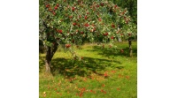 pepiniere_alsace_vegetal_local_bio_-_fruits