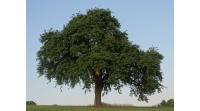 Poirier sauvage - Pyrus communis subsp. Pyraster  - Haie champetre  - Pepiniere Alsace - Vegetal Local Nord Est - Bio - Jardin forêt comestible - fruitier - permaculture