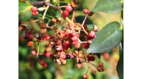 Poivre du Sichuan - Zanthoxylum simulans - Haie champetre  - Pepiniere Alsace - Vegetal Local Nord Est - Bio - Jardin forêt comestible - fruitier - permaculture
