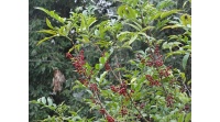 Poivre du Timut - Zanthoxylum armatum - Haie champetre  - Pepiniere Alsace - Vegetal Local Nord Est - Bio - Jardin forêt comestible - fruitier - permaculture