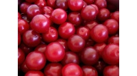 Prunier myrobolan - Prunus cerasifera myrobolana - Haie champetre  - Pepiniere Alsace - Vegetal Local Nord Est - Bio - Jardin forêt comestible - fruitier - permaculture