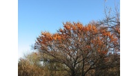 argousier-hergo-femelle-Hippophae-rhamnoides- Haie champetre  - Pepiniere Alsace - Vegetal Local Nord Est- Bio - Jardin forêt comestible - fruitier - permaculture 