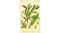 Saule à trois étamines - Salix triandra - Haie champetre  - Pepiniere Alsace - Vegetal Local Nord Est - Bio - Jardin forêt comestible - fruitier - permaculture