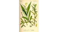 Saule blanc - Salix alba - Haie champetre  - Pepiniere Alsace - Vegetal Local Nord Est - Bio - Jardin forêt comestible - fruitier - permaculture
