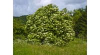 Sureau noir - Sambucus nigra - Haie champetre  - Pepiniere Alsace - Vegetal Local Nord Est - Bio - Jardin forêt comestible - fruitier - permaculture
