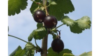 Caseille ‘Anita’ - Ribes nigrum x divaricatum x uva-crispa - Haie champetre  - Pepiniere Alsace - Vegetal Local Nord Est - Bio - Jardin forêt comestible - fruitier - permaculture