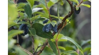 Chèvrefeuille comestible – Baie de mai ‘Kamtchatika’ - Lonicera kamtchatika - Haie champetre  - Pepiniere Alsace - Vegetal Local Nord Est - Bio - Jardin forêt comestible - fruitier - permaculture