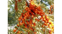 argousier_Hippophae rhamnoides_Haie champetre  - Pepiniere Alsace - Vegetal Local Nord Est- Bio - Jardin forêt comestible - fruitier - permaculture