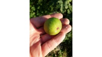 Figuier 'Türkiye' verte - Ficus carica - Haie champetre  - Pepiniere Alsace - Vegetal Local Nord Est - Bio - Jardin forêt comestible - fruitier - permaculture