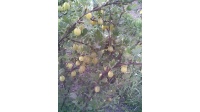 Groseillier à maquereau 'Hinnonmaki jaune' - Ribes uva-crispa  - Haie champetre  - Pepiniere Alsace - Vegetal Local Nord Est - Bio - Jardin forêt comestible - fruitier - permaculture