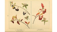 aronie_a_feuille_de_prunier_Viking_aronia_prunifolia_Viking_Haie champetre  - Pepiniere Alsace - Vegetal Local Nord Est- Bio - Jardin forêt comestible - fruitier - permaculture