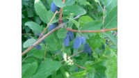 Chèvrefeuille comestible – Baie de mai ‘Kalinka’ - Lonicera kamtchatika - Haie champetre  - Pepiniere Alsace - Vegetal Local Nord Est - Bio - Jardin forêt comestible - fruitier - permaculture