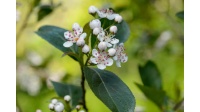aronie_a_feuille_de_prunier_Viking_aronia_prunifolia_Viking_Haie champetre  - Pepiniere Alsace - Vegetal Local Nord Est- Bio - Jardin forêt comestible - fruitier - permaculture