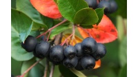aronie_a_feuille_de_prunier_Viking_aronia_prunifolia_Viking_Haie champetre  - Pepiniere Alsace - Vegetal Local Nord Est- Bio - Jardin forêt comestible - fruitier - permaculture