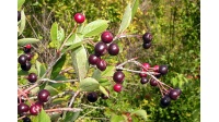 aronie_a_feuille_de_prunier_aron_aronia_prunifolia_aron_Haie champetre  - Pepiniere Alsace - Vegetal Local Nord Est- Bio - Jardin forêt comestible - fruitier - permaculture