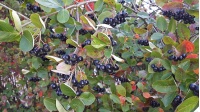 aronie_a_feuille_de_prunier_Viking_aronia_prunifolia_Viking_Haie champetre  - Pepiniere Alsace - Vegetal Local Nord Est- Bio - Jardin forêt comestible - fruitier - permaculture