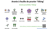aronie_a_feuille_de_prunier_viking _ résumé