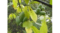 Asiminier - Asiminia triloba - Haie champetre  - Pepiniere Alsace - Vegetal Local Nord Est - Bio - Jardin forêt comestible - fruitier - permaculture