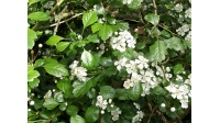 Aubépine à deux styles - Crataegus laevigata  - Haie champetre  - Pepiniere Alsace - Vegetal Local Nord Est - Bio - Jardin forêt comestible - fruitier - permaculture