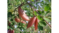 Baguenaudier - Colutea arborescens - Haie champetre  - Pepiniere Alsace - Vegetal Local Nord Est - Bio - Jardin forêt comestible - fruitier - permaculture