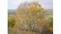 Bouleau- Betula pendula - Haie champetre  - Pepiniere Alsace - Vegetal Local Nord Est - Bio - Jardin forêt comestible - fruitier - permaculture
