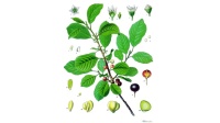 Bourdaine - Frangula alnus  - Haie champetre  - Pepiniere Alsace - Vegetal Local Nord Est - Bio - Jardin forêt comestible - fruitier - permaculture