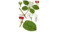 Camérisier à balai - Lonicera xylosteum - Haie champetre  - Pepiniere Alsace - Vegetal Local Nord Est - Bio - Jardin forêt comestible - fruitier - permaculture