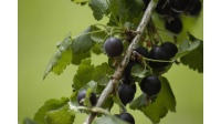 Caseille ‘Josta’ - Ribes nigrum x divaricatum x uva-crispa - Haie champetre  - Pepiniere Alsace - Vegetal Local Nord Est - Bio - Jardin forêt comestible - fruitier - permaculture
