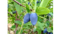 Chèvrefeuille comestible – Baie de mai ‘Edulis’ - Lonicera caerulea  - Haie champetre  - Pepiniere Alsace - Vegetal Local Nord Est - Bio - Jardin forêt comestible - fruitier - permaculture