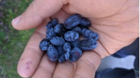 Chèvrefeuille comestible – Baie de mai ‘Redwood’ - Lonicera caerulea  - Haie champetre  - Pepiniere Alsace - Vegetal Local Nord Est - Bio - Jardin forêt comestible - fruitier - permaculture