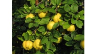 Cognassier 'Leskovac' - Cydonia oblonga - Haie champetre  - Pepiniere Alsace - Vegetal Local Nord Est - Bio - Jardin forêt comestible - fruitier - permaculture