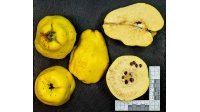 cognassier_vranja_-_cydonia_oblonga_-_pepiniere_alsace_vegetal_local_bio_-_fruit_2055085722