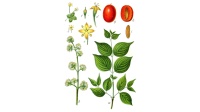 Cornouiller mâle - Cornus mas - Haie champetre  - Pepiniere Alsace - Vegetal Local Nord Est - Bio - Jardin forêt comestible - fruitier - permaculture