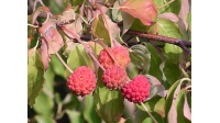 Cornouiller de Chine - Cornus kousa chinensis - Haie champetre  - Pepiniere Alsace - Vegetal Local Nord Est - Bio - Jardin forêt comestible - fruitier - permaculture