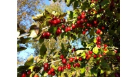 Cornouiller mâle à gros fruits 'Schönbrunner Gourmet Dirndl' - Cornus mas 'Schönbrunner Gourmet Dirndl' - Haie champetre  - Pepiniere Alsace - Vegetal Local Nord Est - Bio - Jardin forêt comestible - fruitier - permaculture