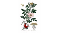 Églantier - Rosa canina - Haie champetre  - Pepiniere Alsace - Vegetal Local Nord Est - Bio - Jardin forêt comestible - fruitier - permaculture