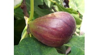 Figuier 'Italia' violette - Ficus carica - Haie champetre  - Pepiniere Alsace - Vegetal Local Nord Est - Bio - Jardin forêt comestible - fruitier - permaculture