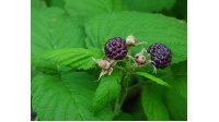 Framboisier 'Glen Coe' - Rubus idaeus - Haie champetre  - Pepiniere Alsace - Vegetal Local Nord Est - Bio - Jardin forêt comestible - fruitier - permaculture